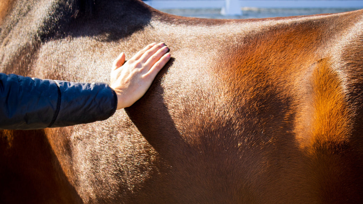 Paardenmassage